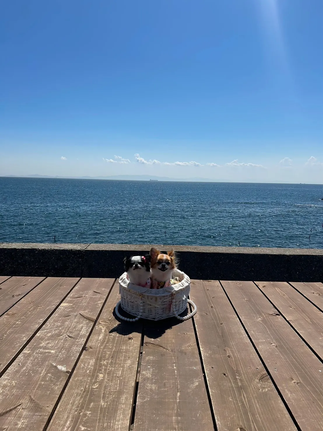 まつりちゃん&うたげちゃん🐾