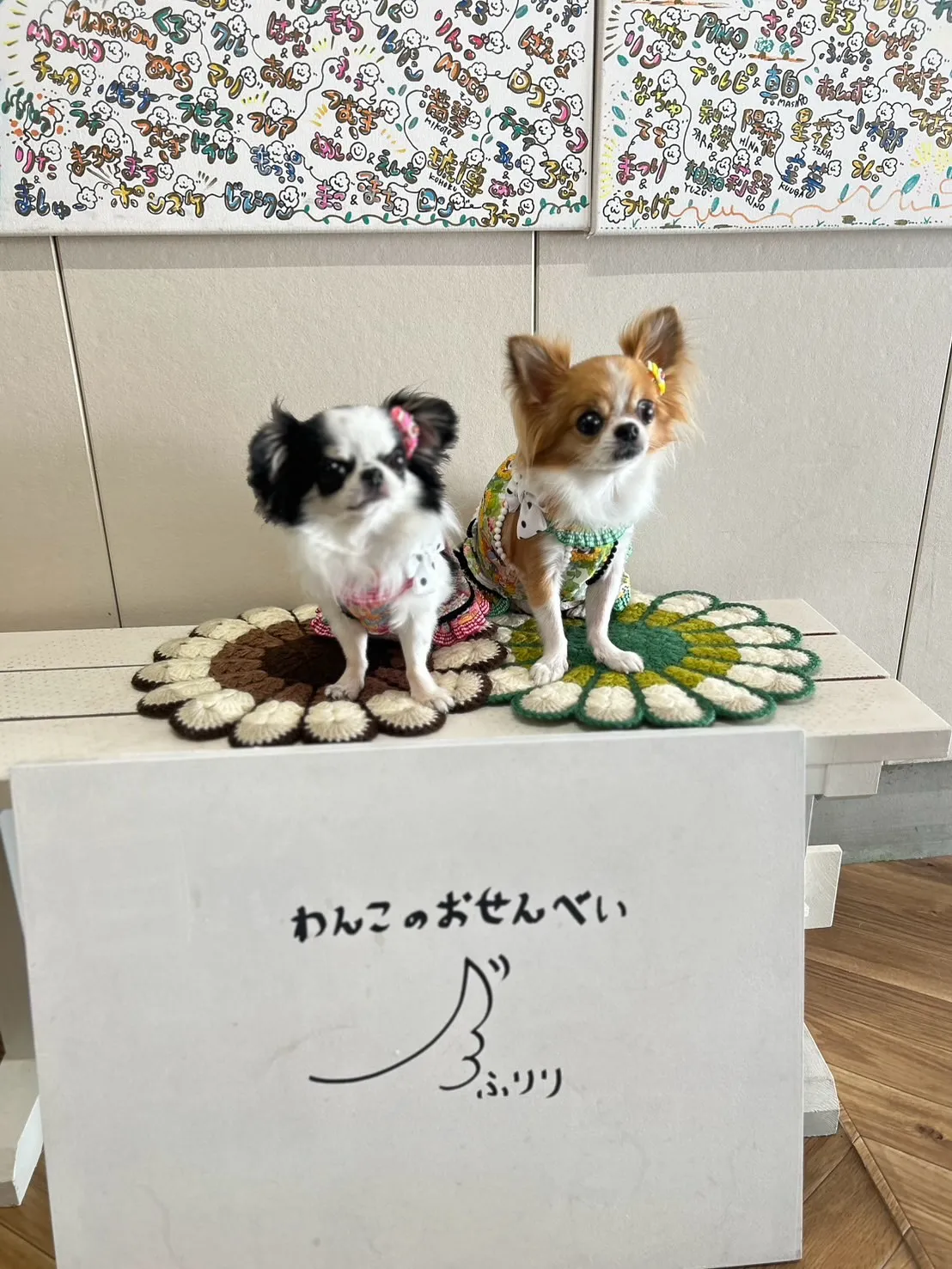 まつりちゃん&うたげちゃん🐾