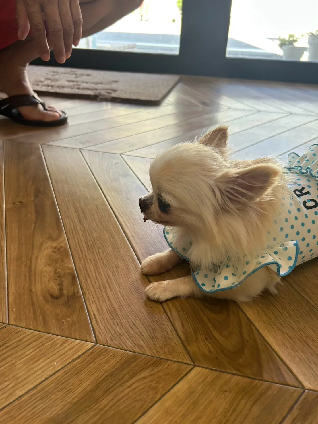 れあんちゃん＆あみんちゃんがご来店💙