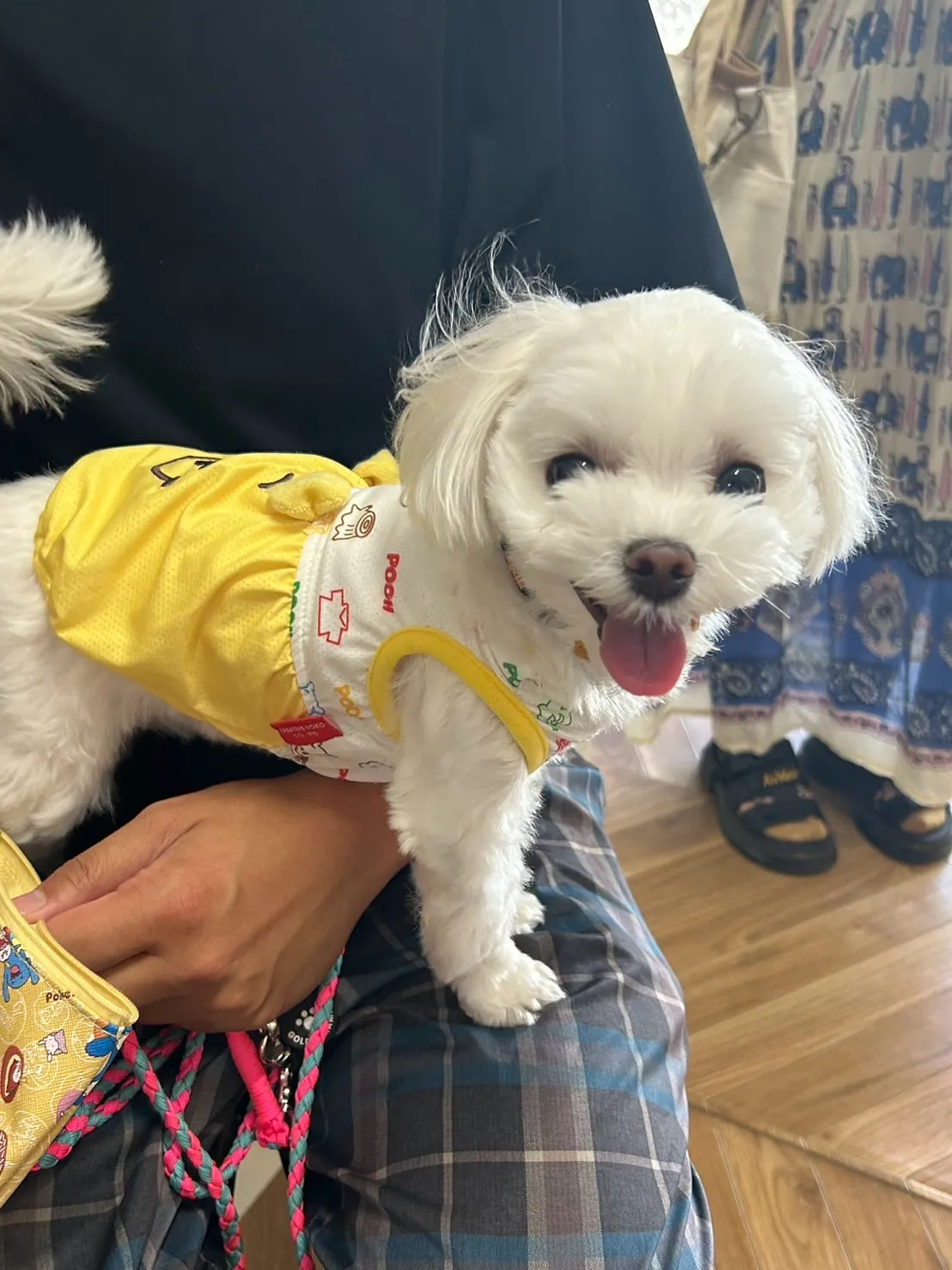 🐾 みるくちゃん & 先代犬ラムちゃん