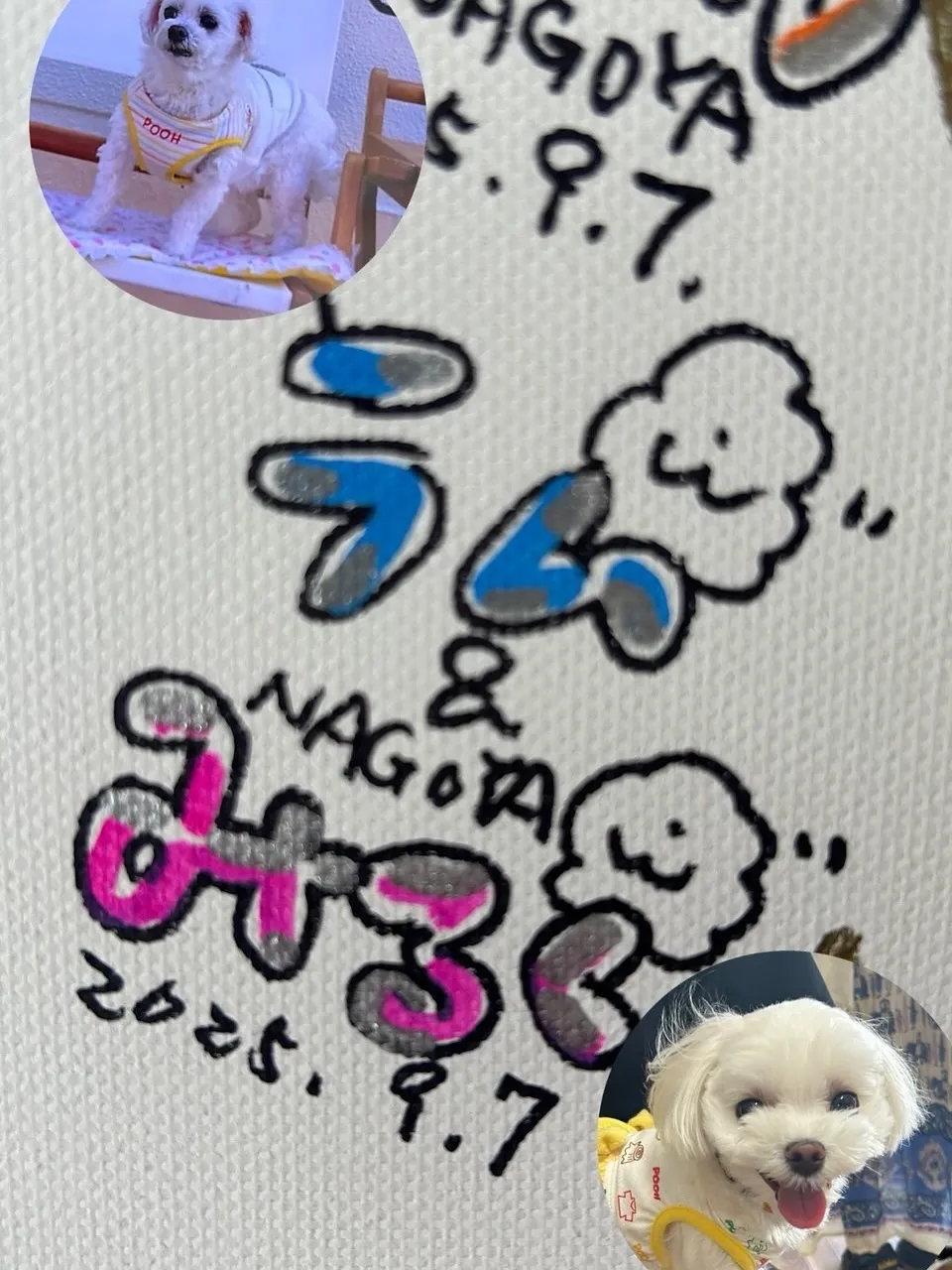 🐾 みるくちゃん & 先代犬ラムちゃん