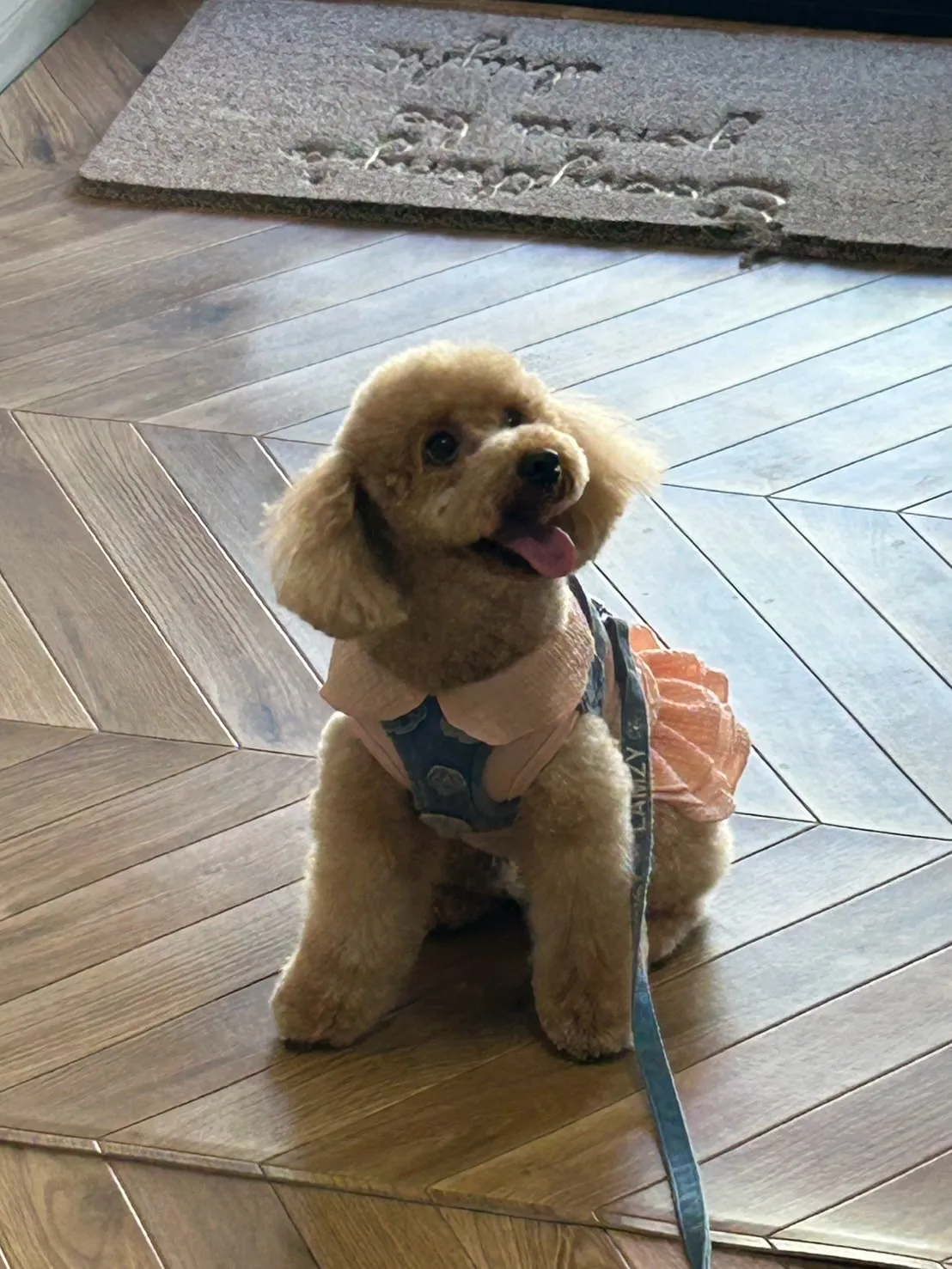 タルちゃん（トイプー）ご来店🐾