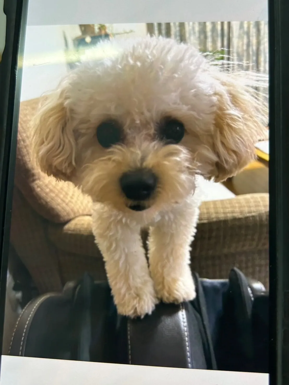 ナッツくん（トイプー）🐶