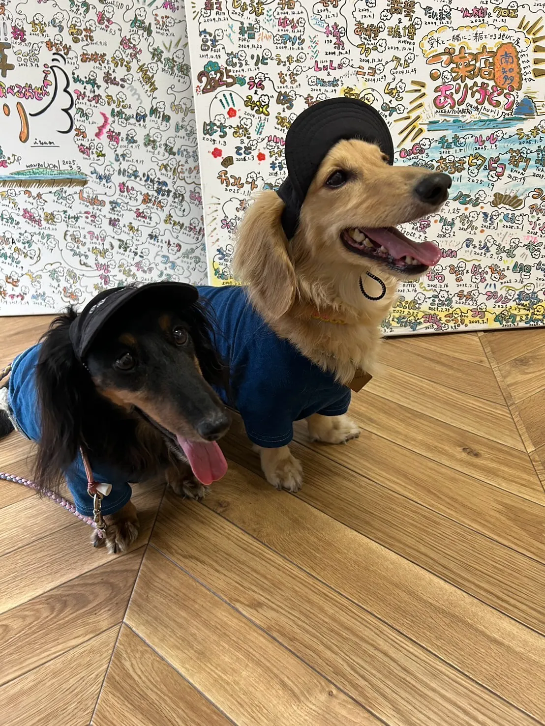 📸ご来店わんこ。