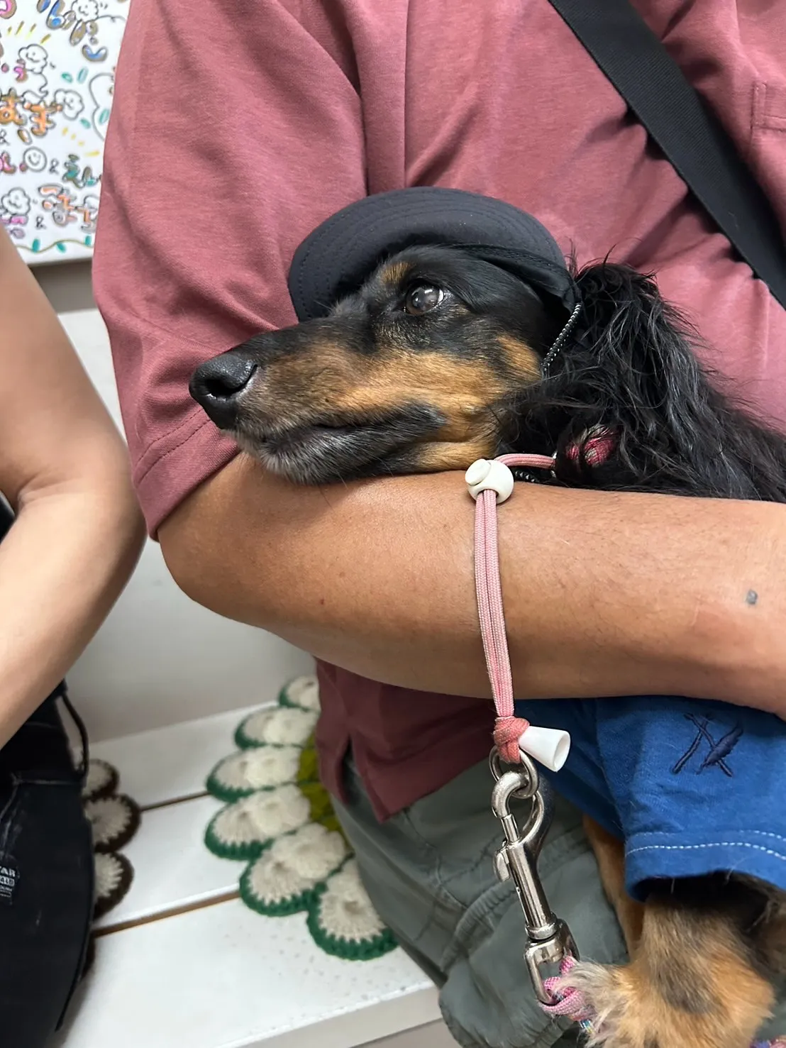 📸ご来店わんこ。