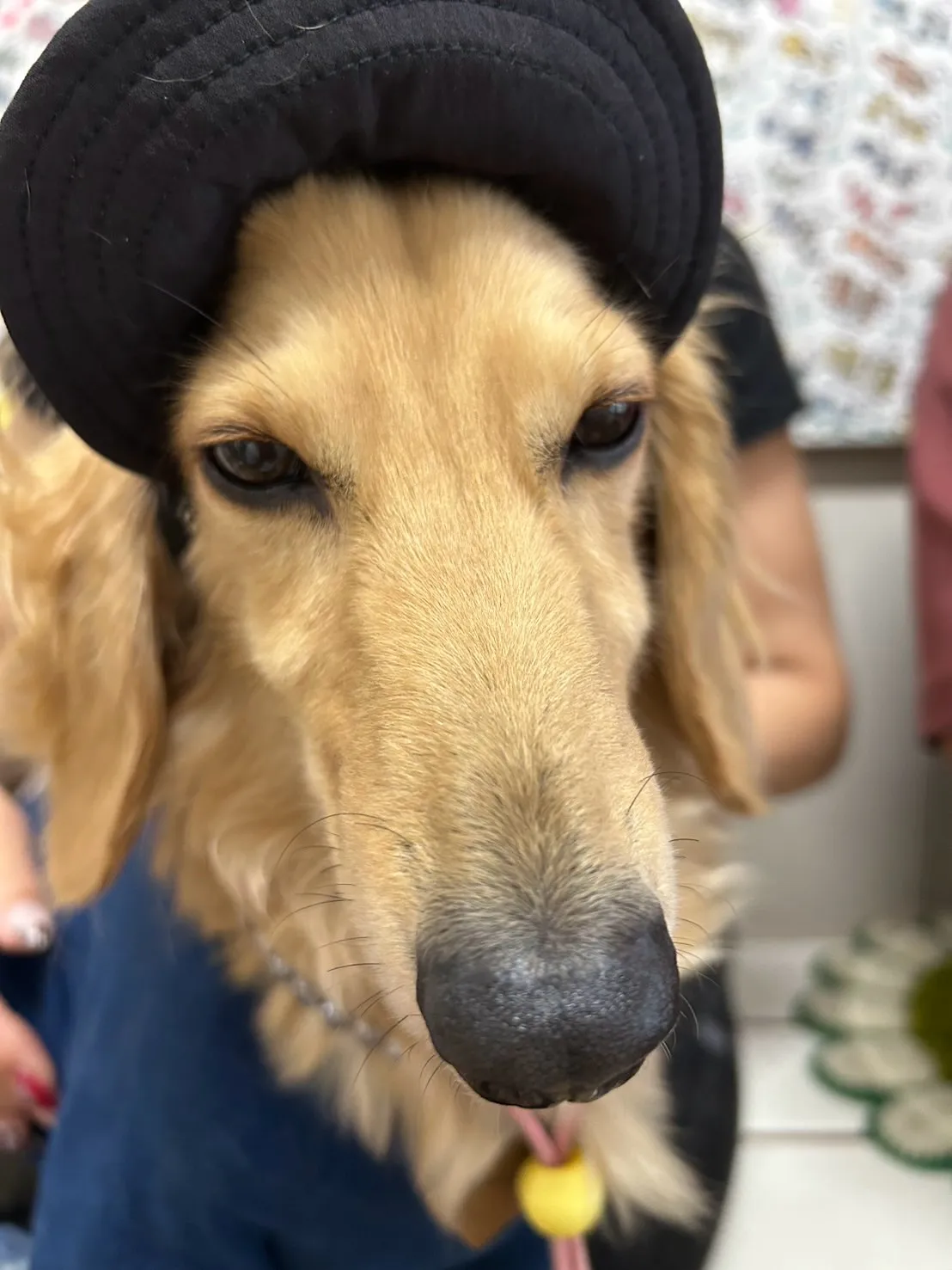 📸ご来店わんこ。