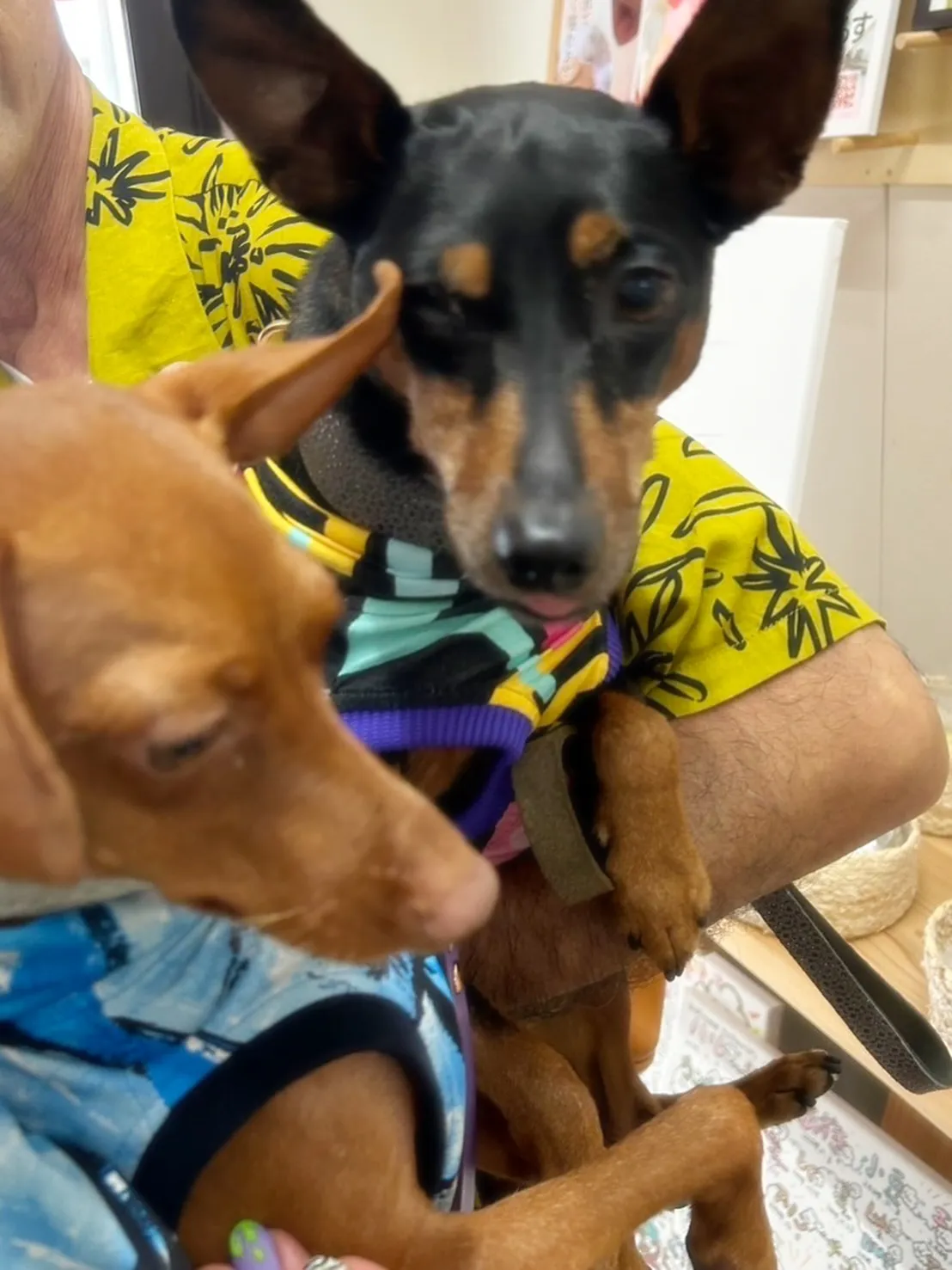 マロくん＆ヤトくん🐶🐶