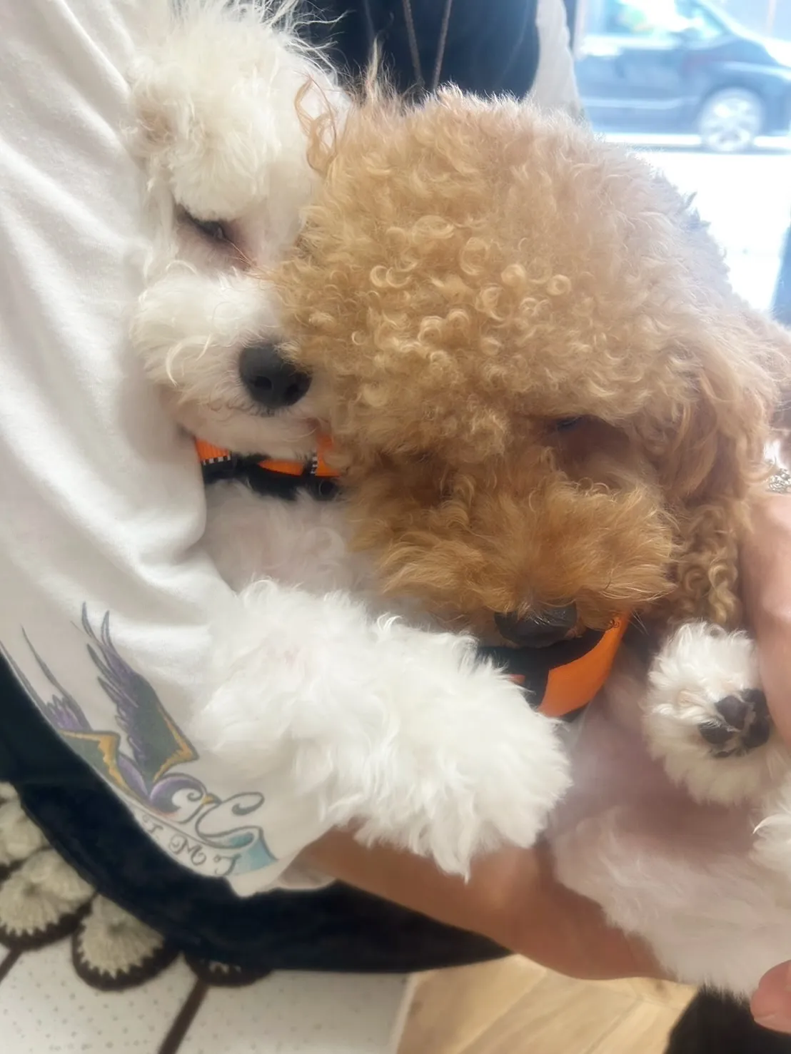 翠華（すいか）くん＆蕾千（らいち）くんがご来店🐾#ご来店わん...