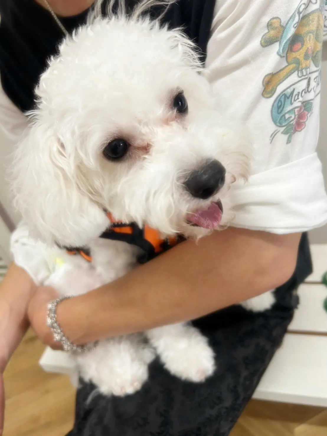 翠華（すいか）くん＆蕾千（らいち）くんがご来店🐾#ご来店わん...