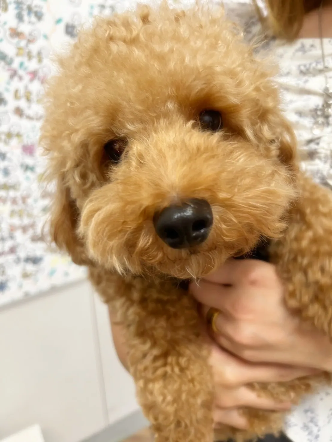 翠華（すいか）くん＆蕾千（らいち）くんがご来店🐾#ご来店わん...