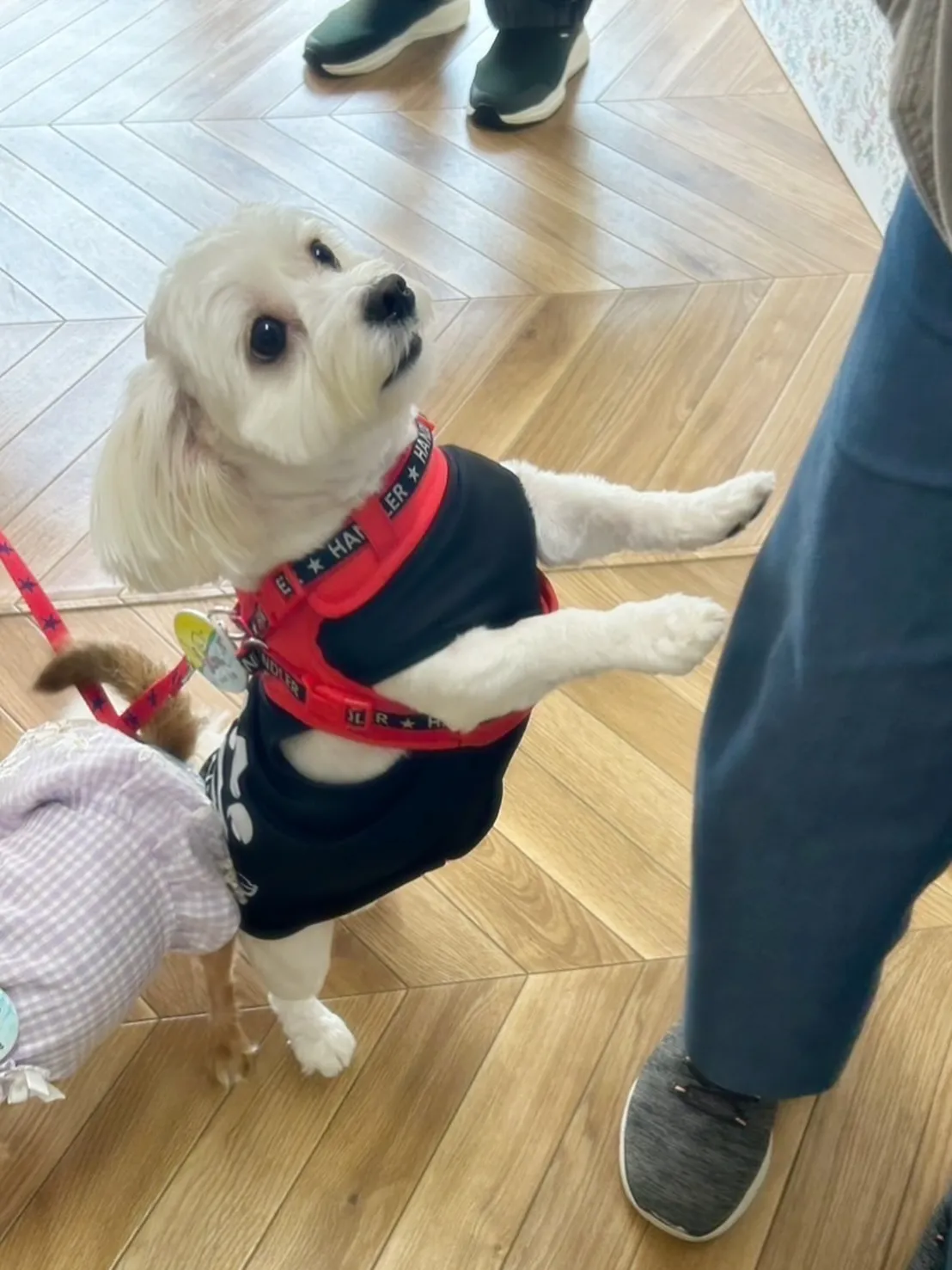 すずちゃん＆らんちゃんがご来店🐾