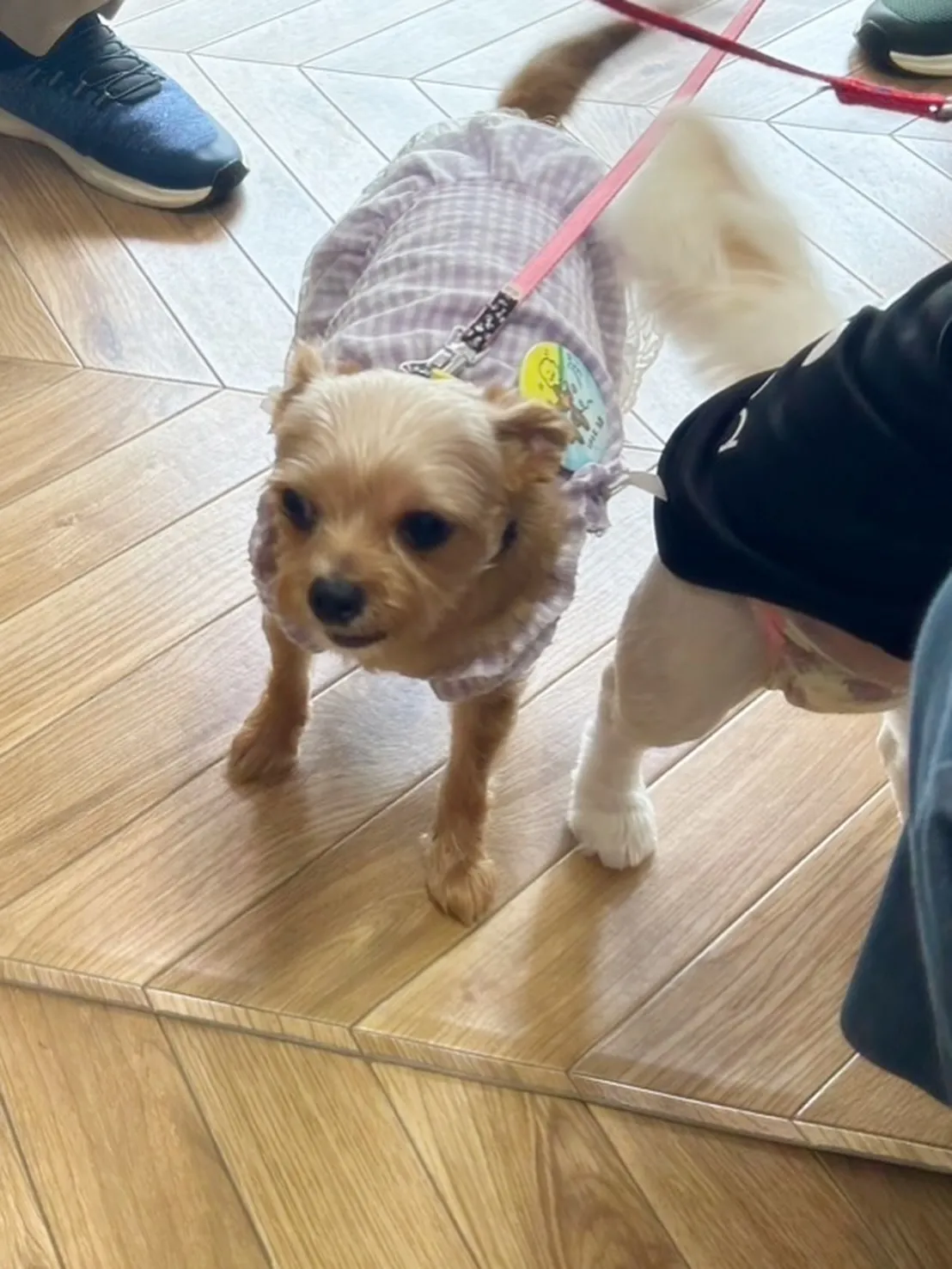 すずちゃん＆らんちゃんがご来店🐾