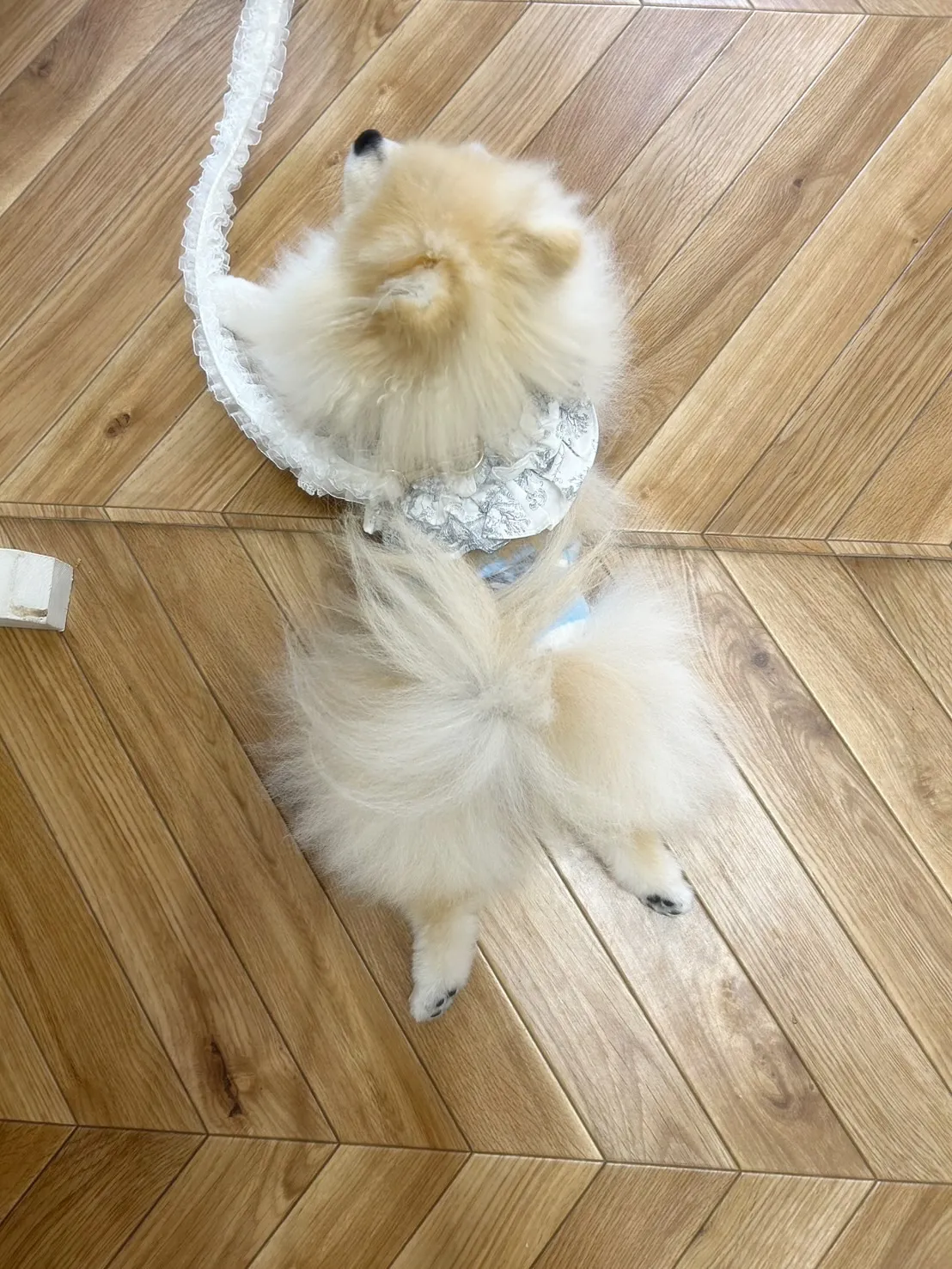 シェリくん、ご来店ありがとうございました！