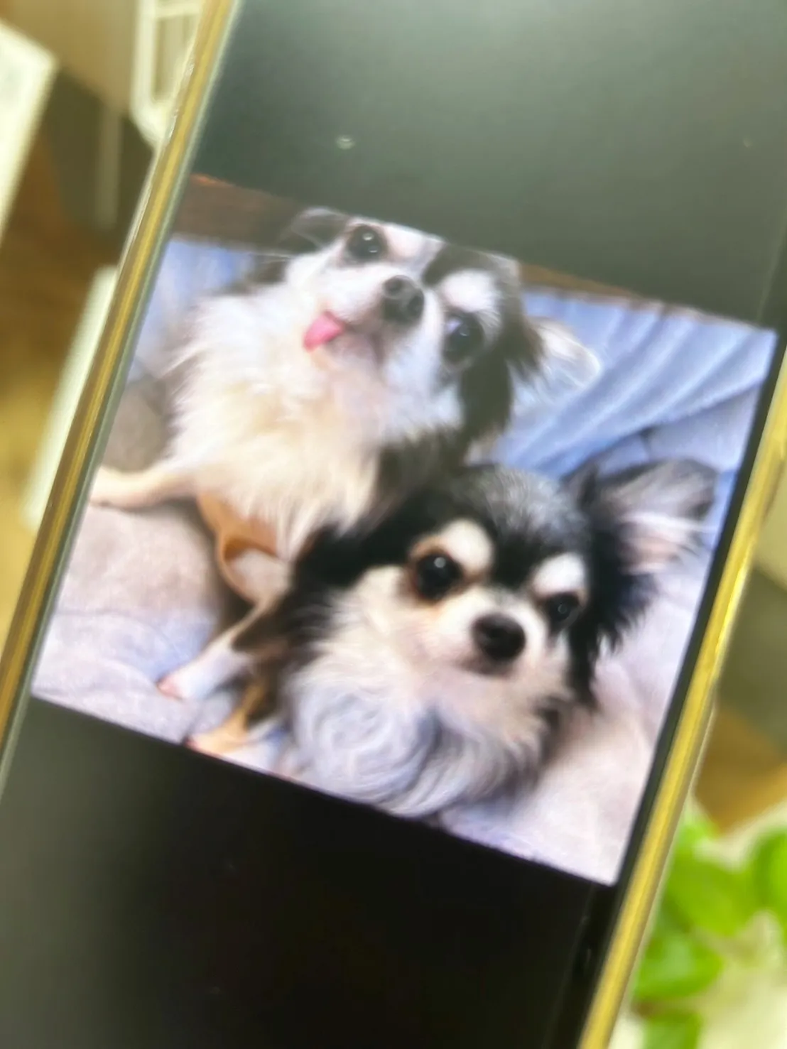 たんすけちゃん（チワワ・10歳）＆ひじきくん（チワワ・6歳）...