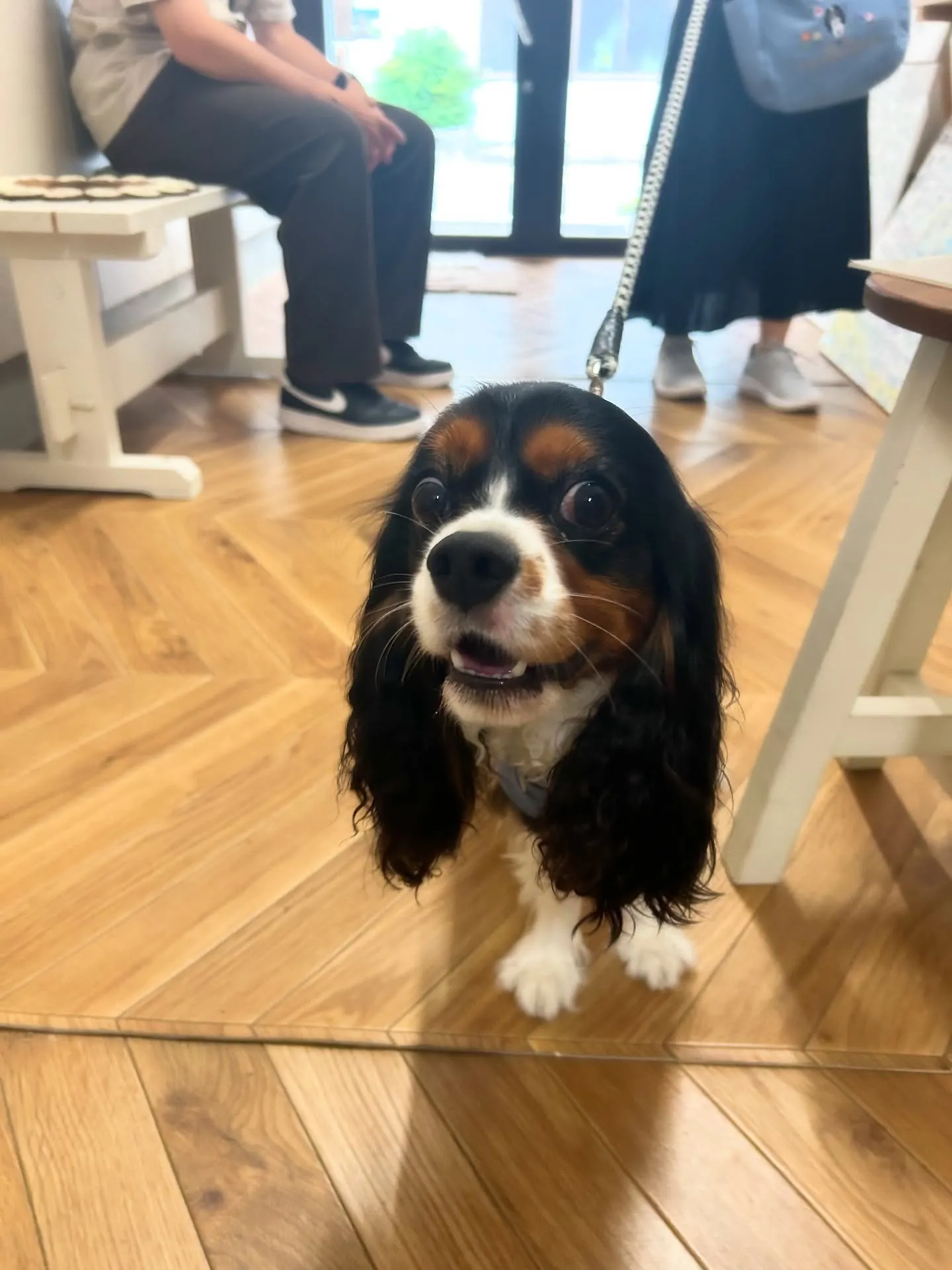 エルくん（3歳半）ご来店🧡#ご来店わんこ 