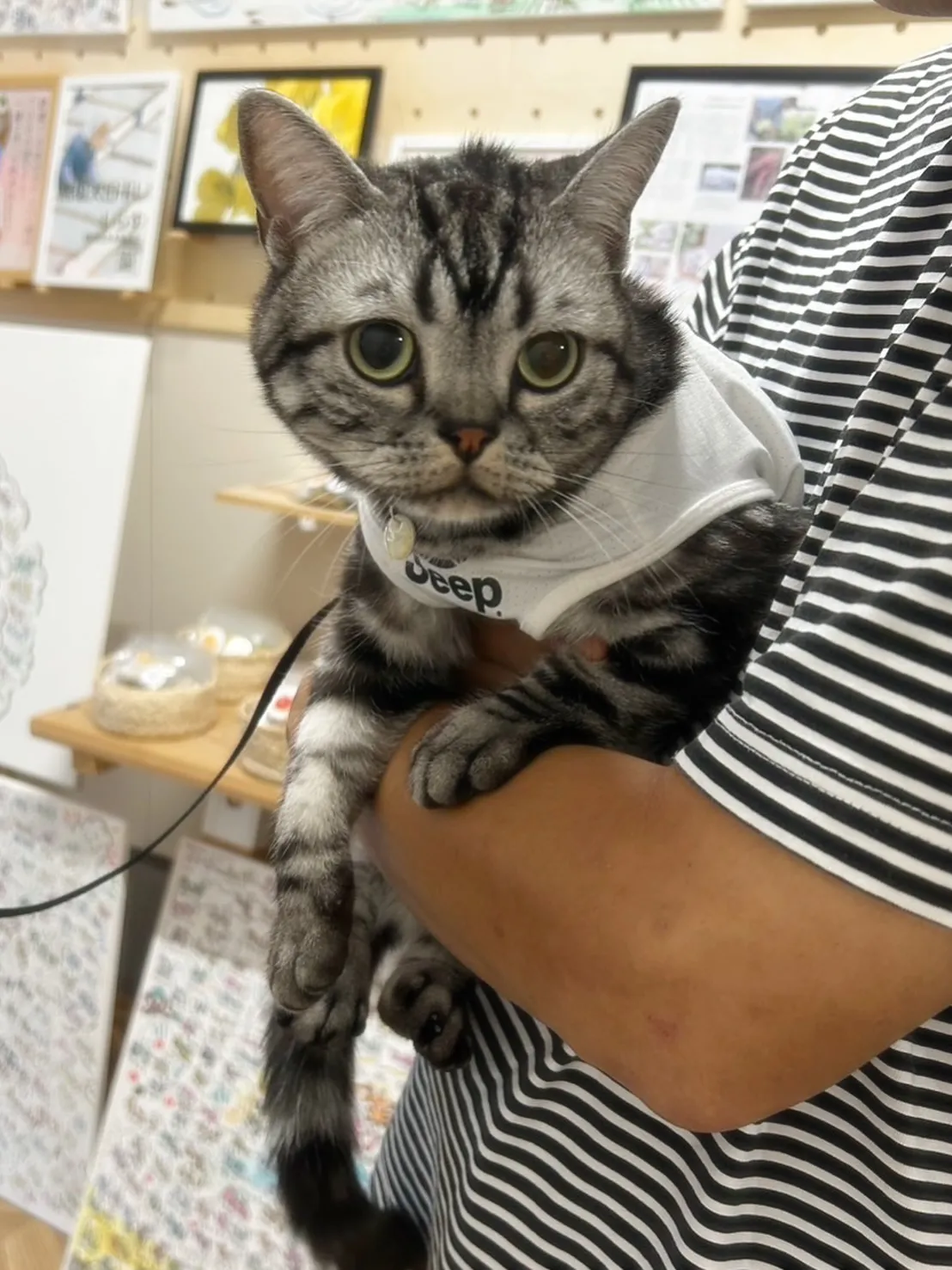 カラ松くん＆ガラシャちゃん、応援ニャンコちゃんのご来店ありが...