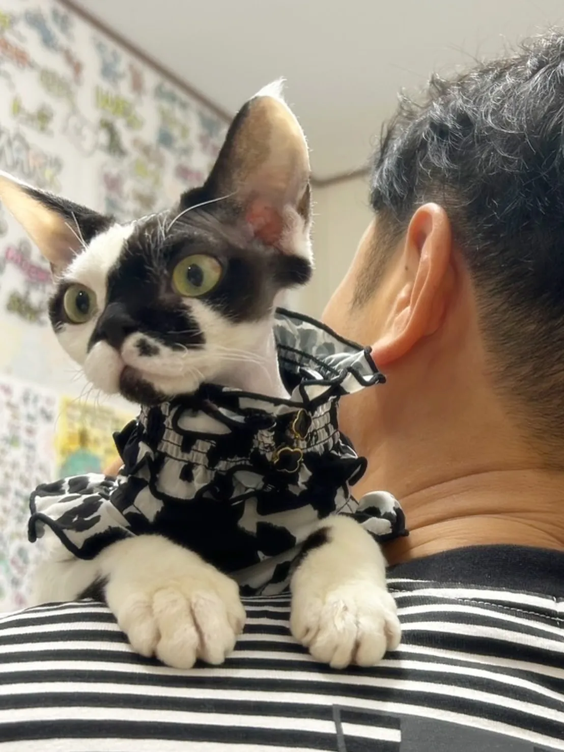 カラ松くん＆ガラシャちゃん、応援ニャンコちゃんのご来店ありが...