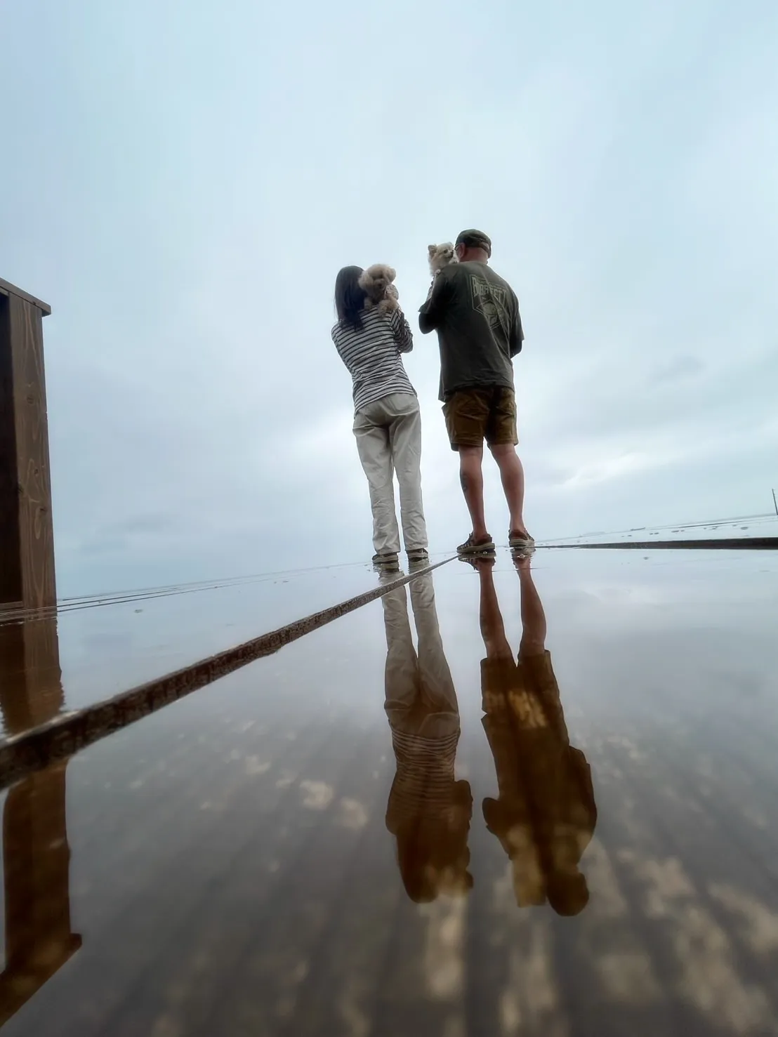 🧺Lilyちゃん（トイプードル）& Laraちゃんが知多市か...