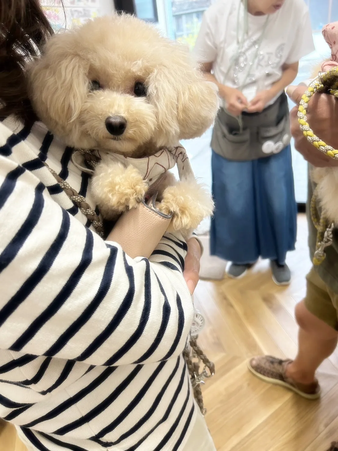 🧺Lilyちゃん(トイプードル)& Laraちゃんが知多市か...