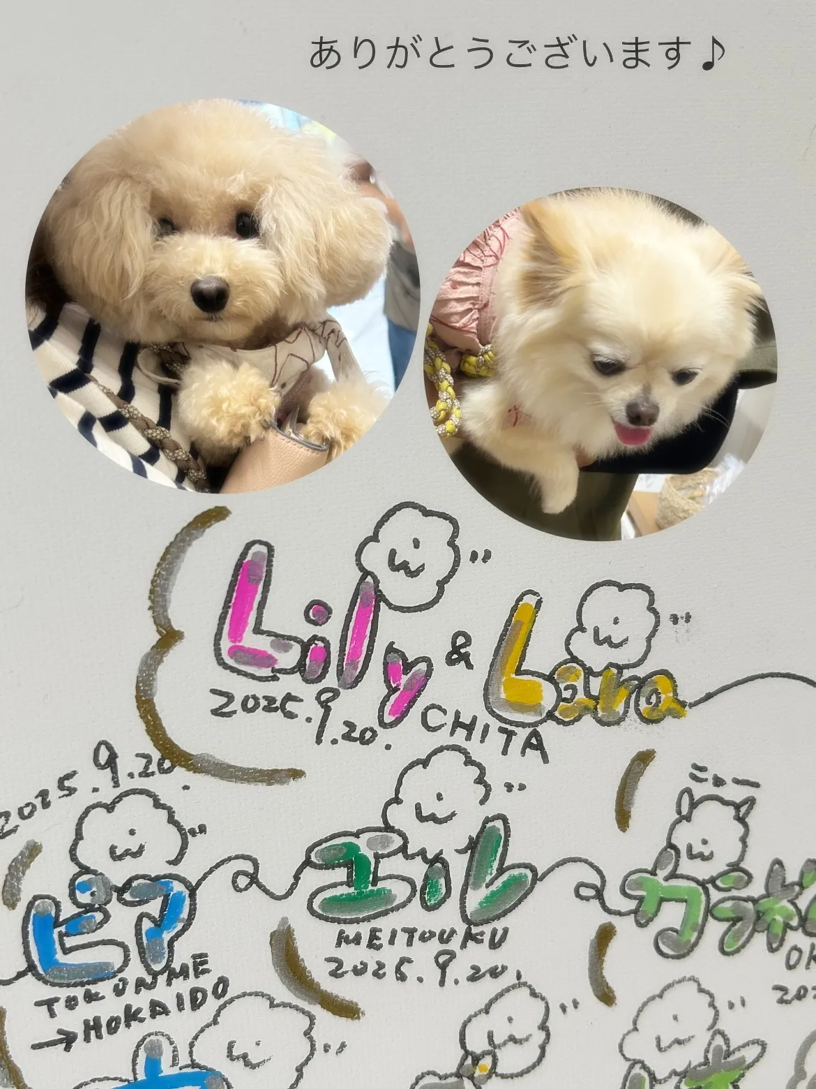 🧺Lilyちゃん(トイプードル)& Laraちゃんが知多市か...