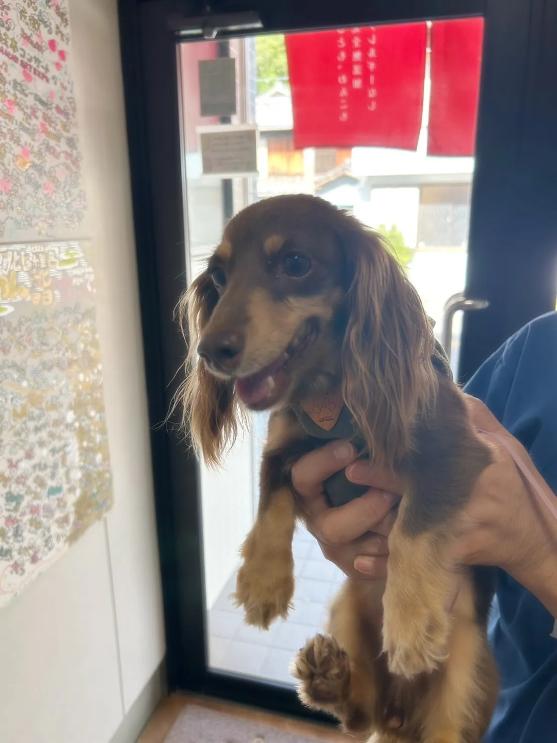 📷ご来店わんこ🐶鈴(りん)ちゃん(ミニチュアダックス)