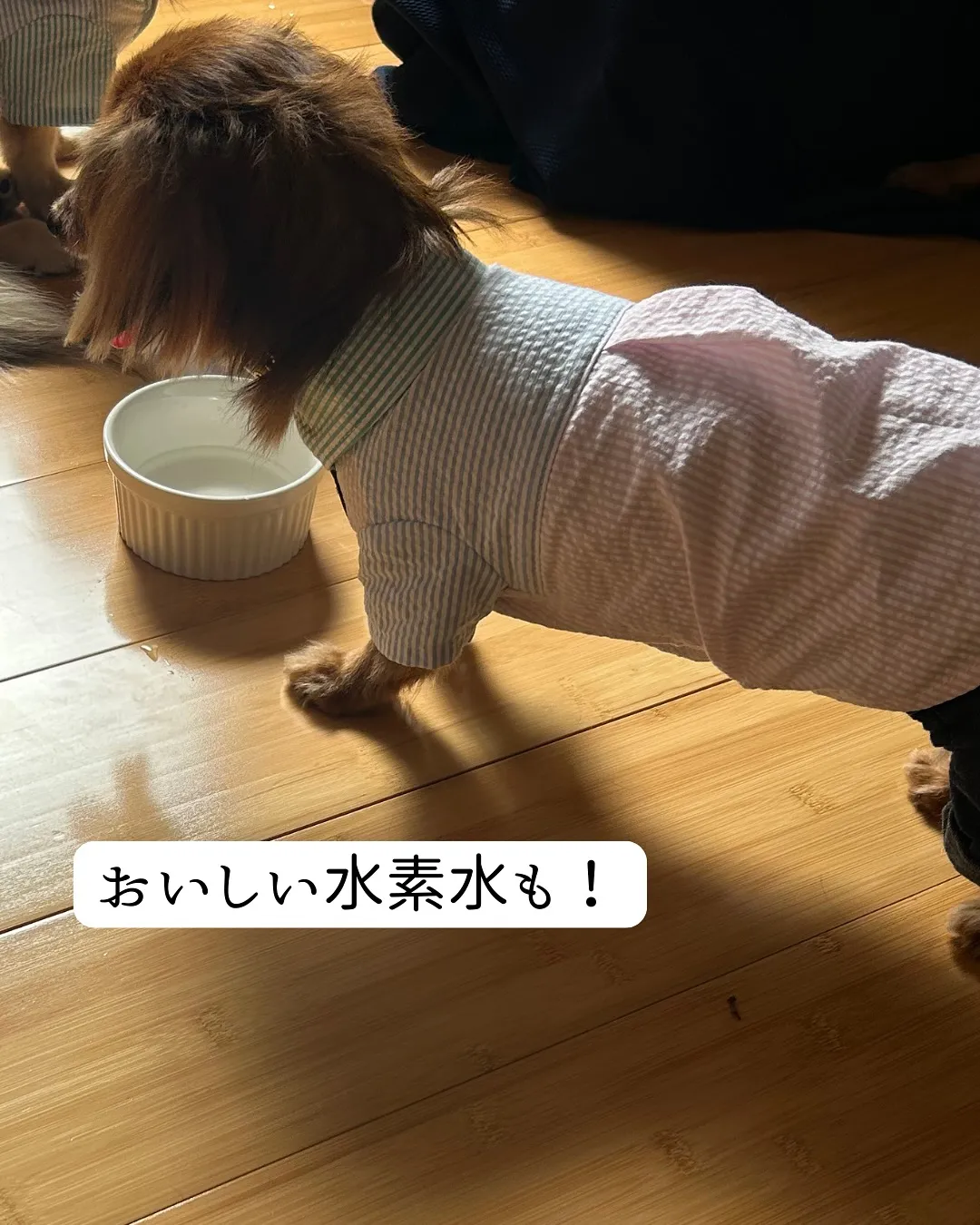 わんちゃんと “貸切” 古民家で、ととのう時間。