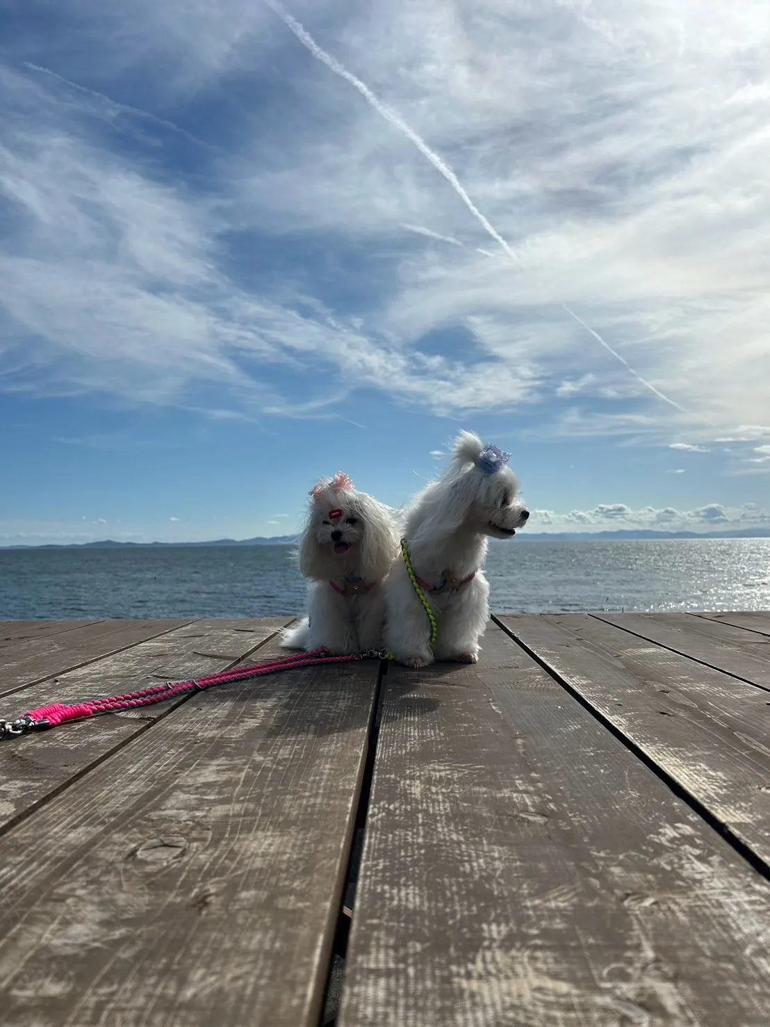 シュガーくん&そらちゃん(マルチーズ)🌊半田市からわんぼうだ...