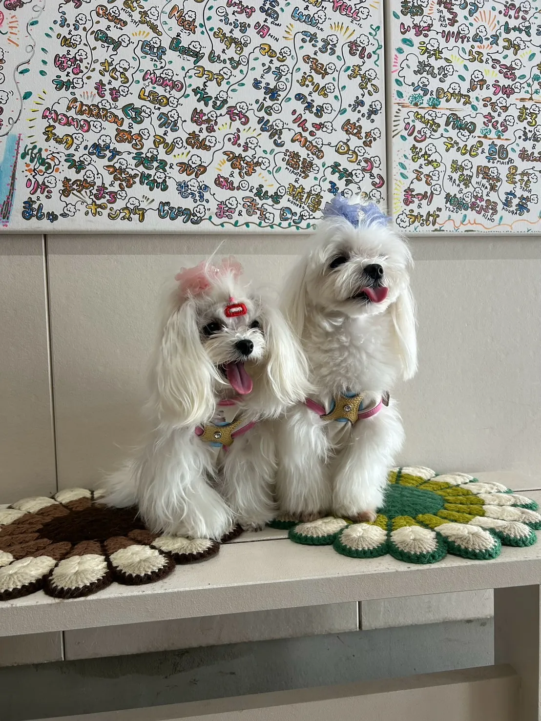 シュガーくん&そらちゃん(マルチーズ)🌊半田市からわんぼうだ...