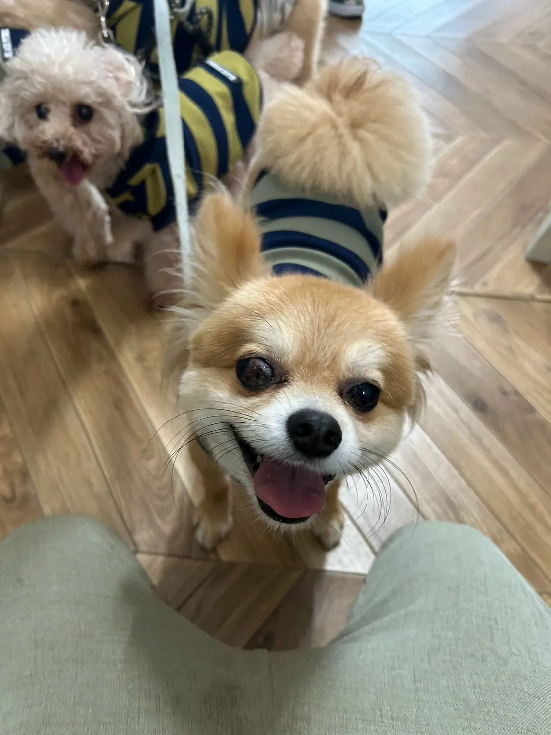 海翔くん・宇宙くん・蒼桜くん・永遠くん（扶桑町）🐶🐶🐶🐶愛犬...