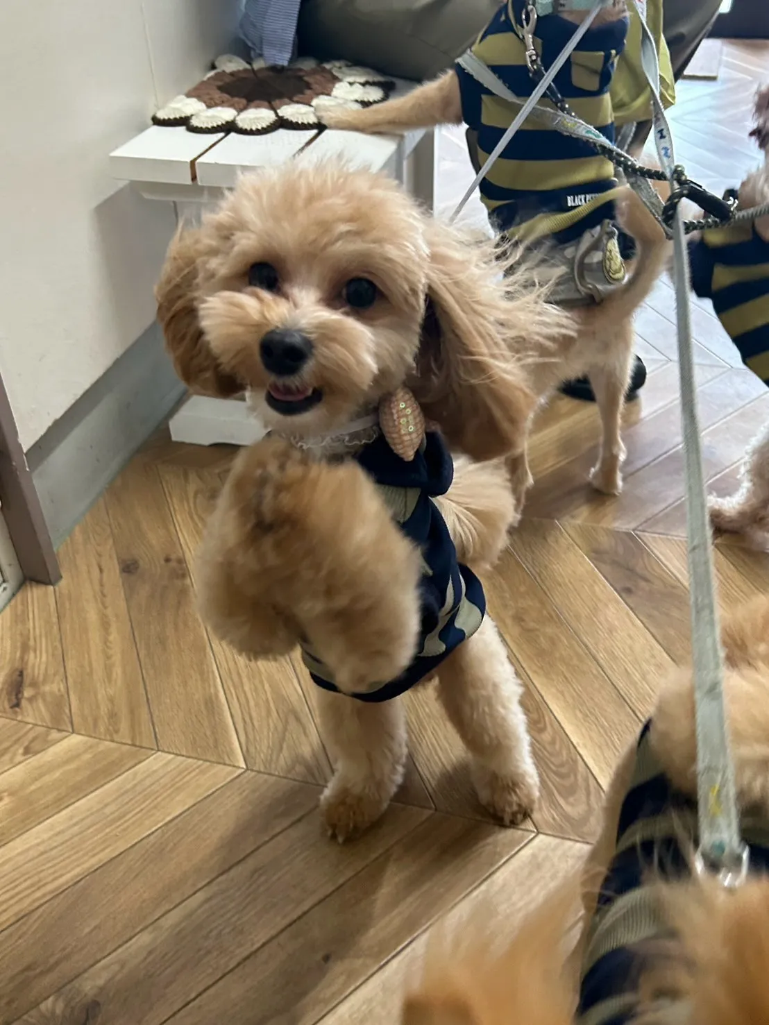 海翔くん・宇宙くん・蒼桜くん・永遠くん（扶桑町）🐶🐶🐶🐶愛犬...