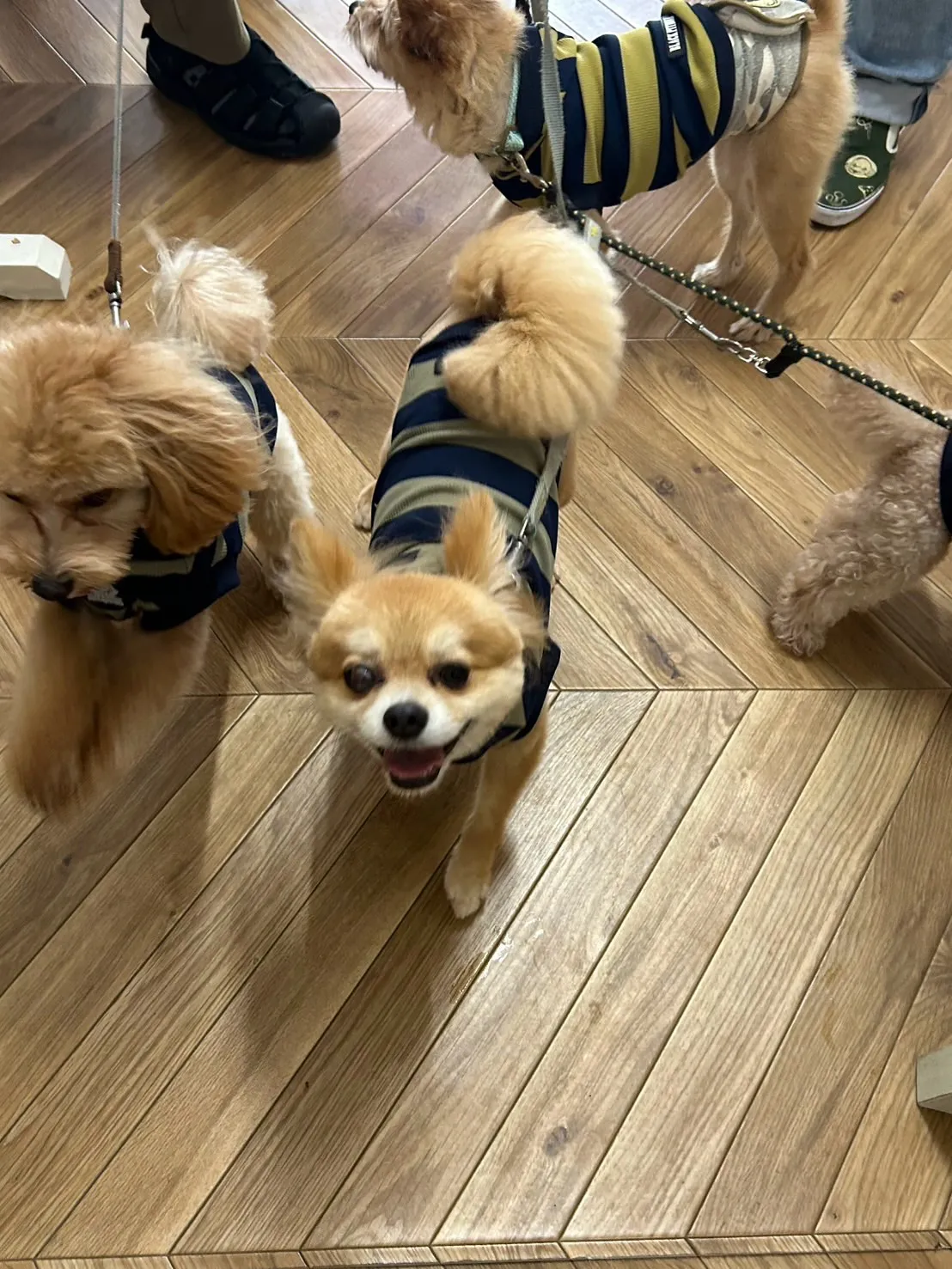 海翔くん・宇宙くん・蒼桜くん・永遠くん（扶桑町）🐶🐶🐶🐶愛犬...
