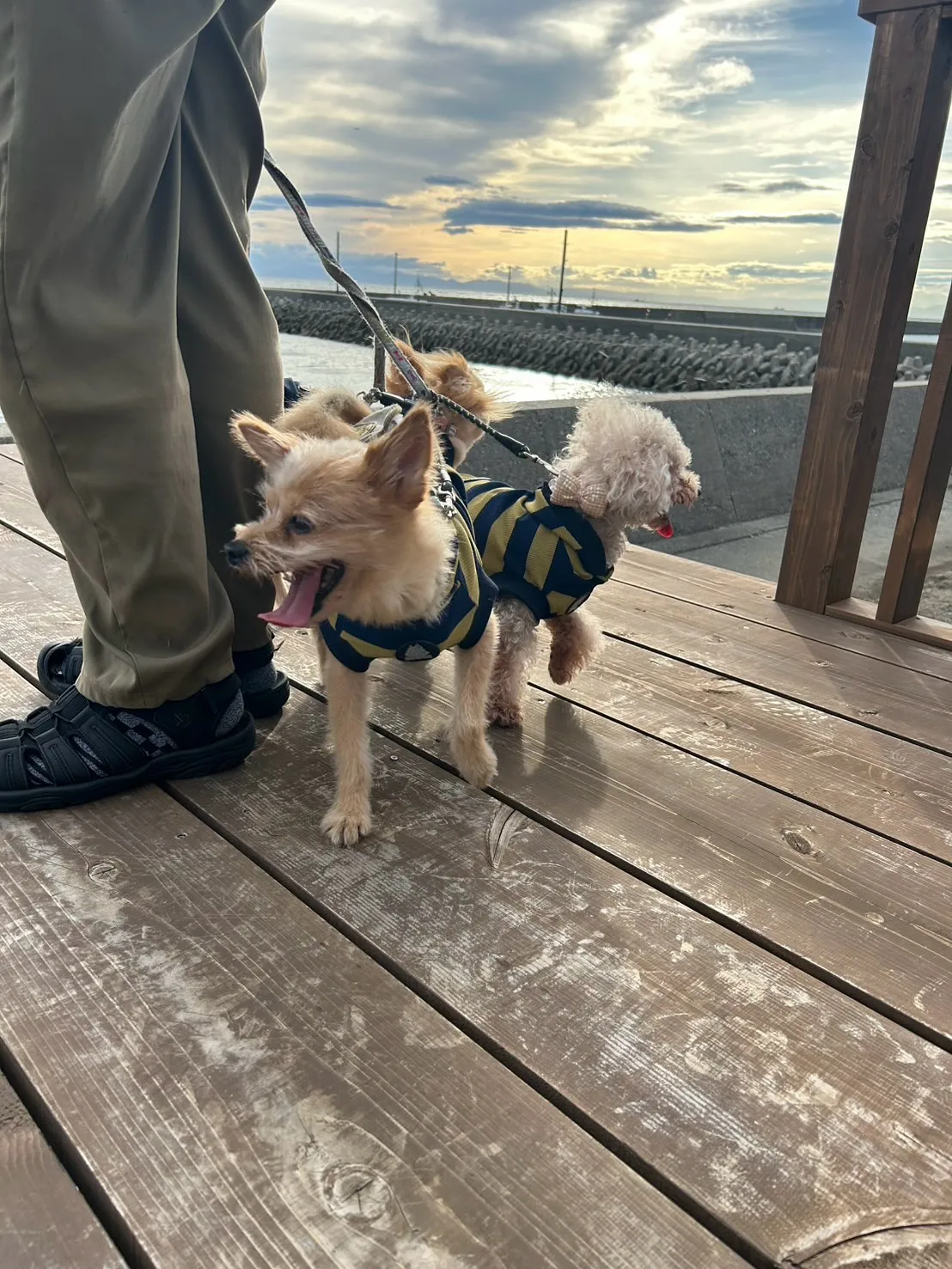 海翔くん・宇宙くん・蒼桜くん・永遠くん（扶桑町）🐶🐶🐶🐶愛犬...
