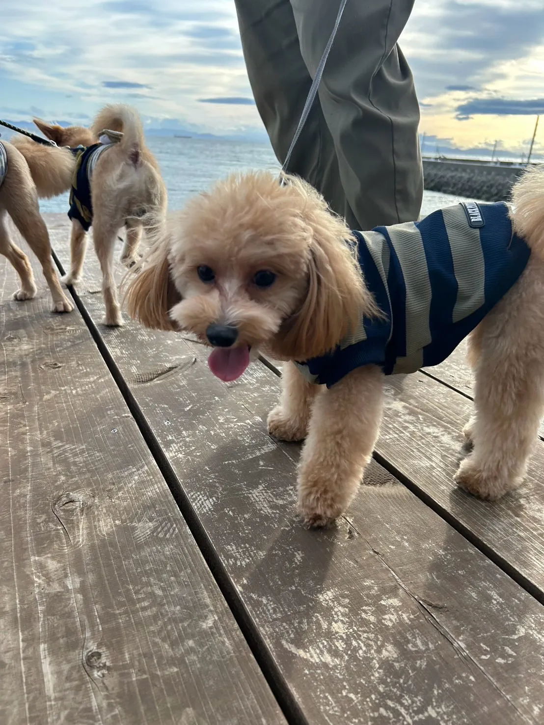 海翔くん・宇宙くん・蒼桜くん・永遠くん（扶桑町）🐶🐶🐶🐶愛犬...