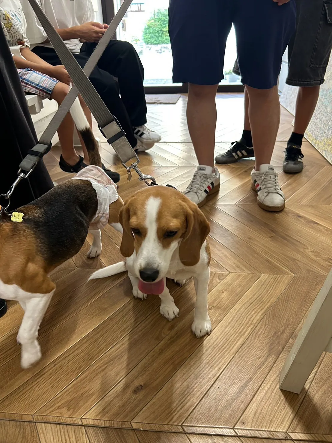 【本日のわん客さま🐶】