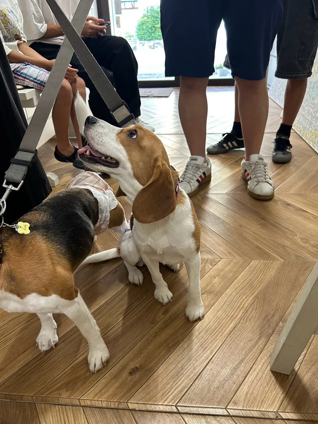 【本日のわん客さま🐶】