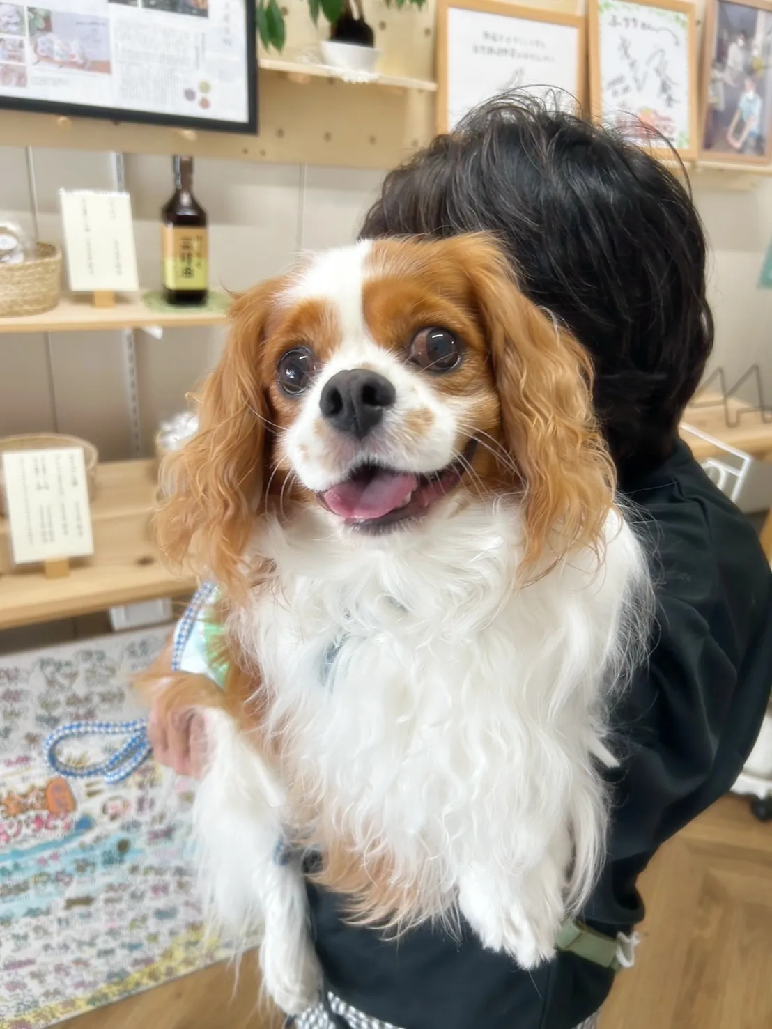 【本日のわん客さま🐶】ナッツくん🥜（キャバリア）ご来店ありが...