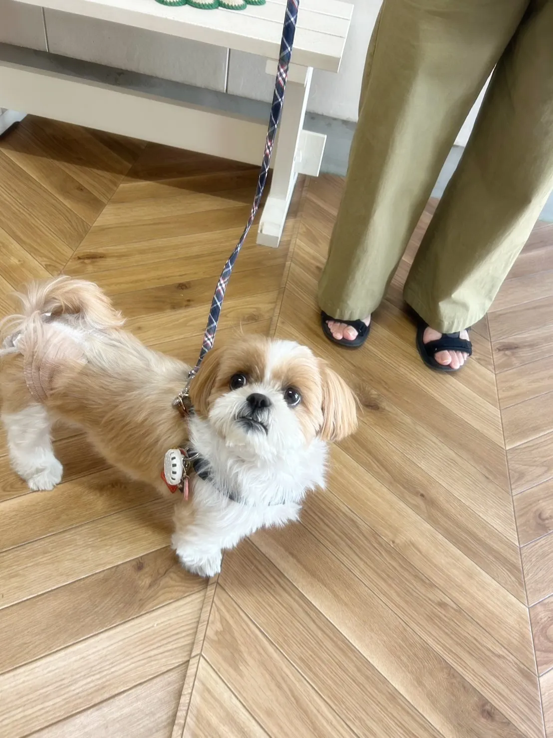 【本日のわん客さま🐶】エマーブルちゃん(シーズー/大府市)