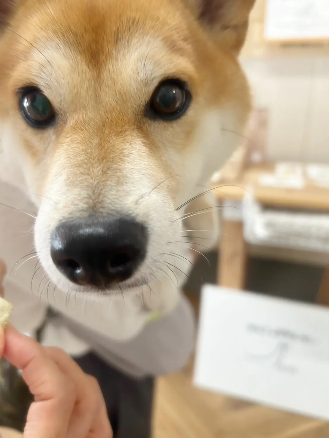 【本日のわん客さま🐶】ちゃちゃちゃん(柴犬/春日井)