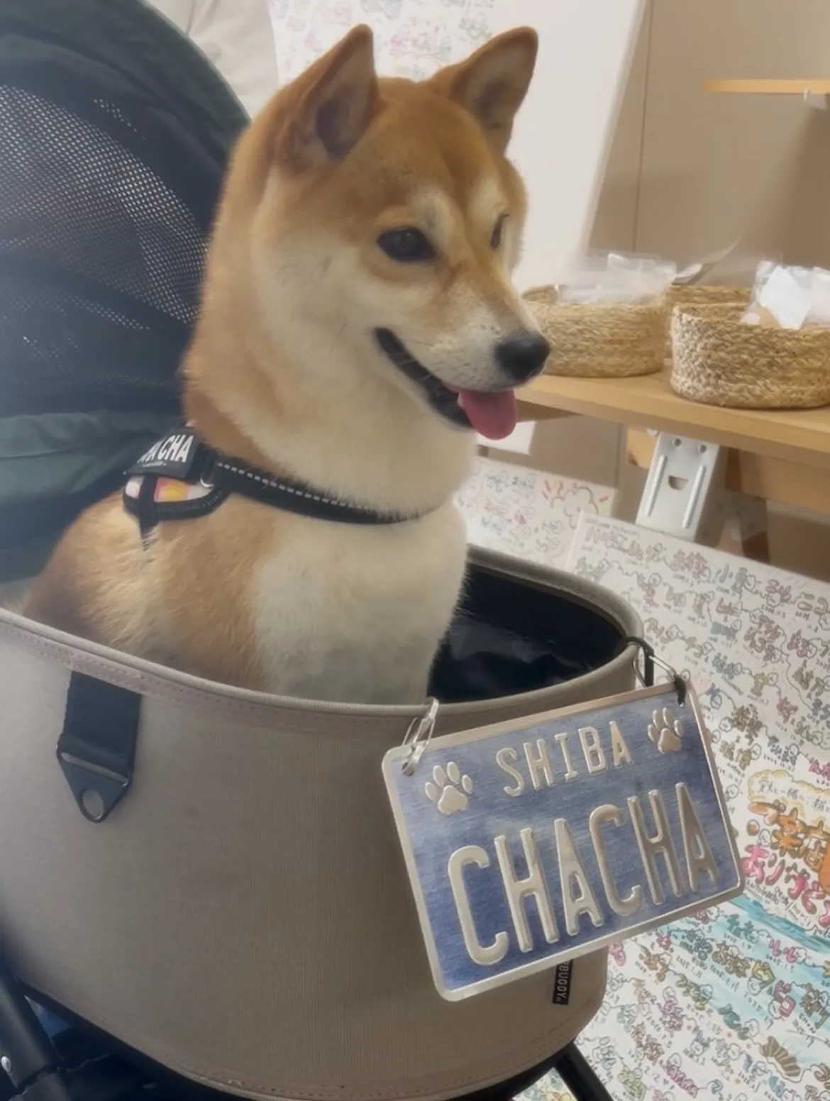【本日のわん客さま🐶】ちゃちゃちゃん(柴犬/春日井)
