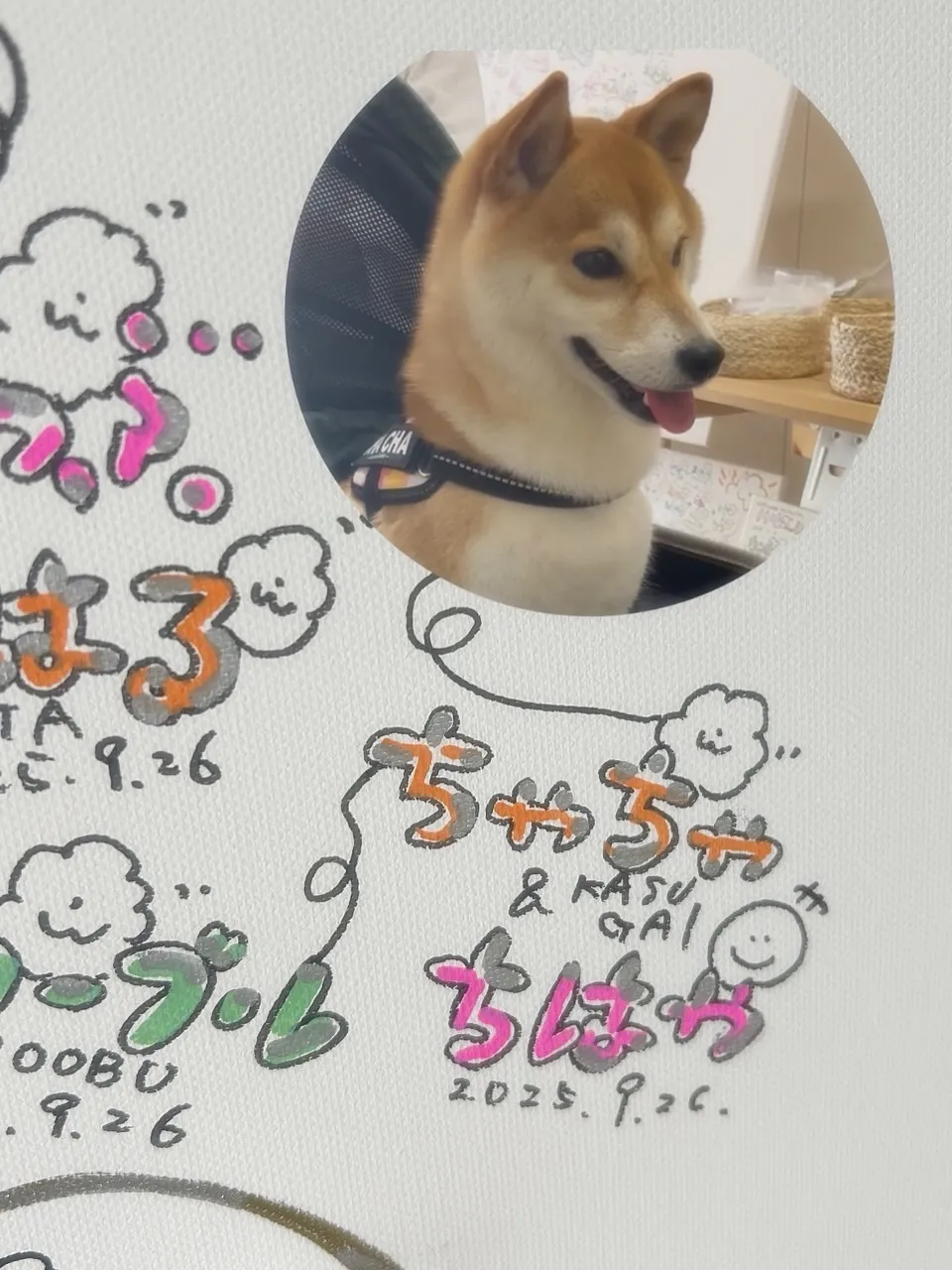【本日のわん客さま🐶】ちゃちゃちゃん(柴犬/春日井)