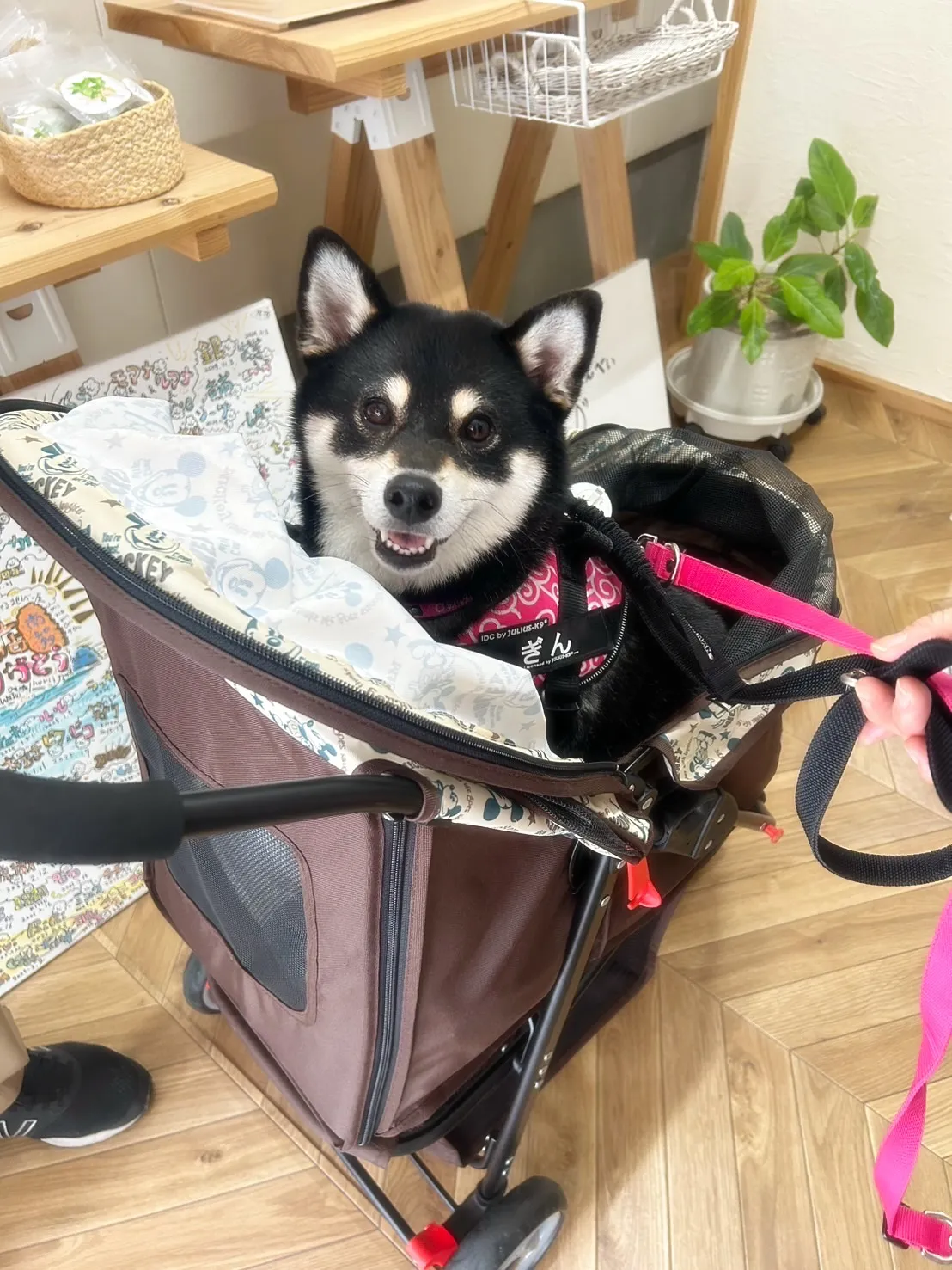 【本日のわん客さま🐶】吟ちゃん(黒柴・3歳/半田市)