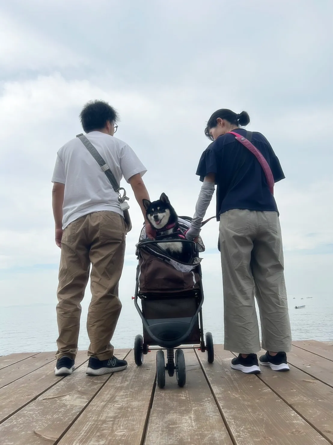 【本日のわん客さま🐶】吟ちゃん(黒柴・3歳/半田市)