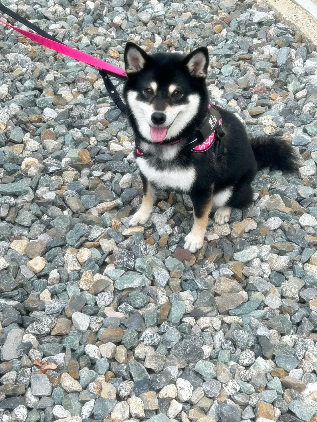 【本日のわん客さま🐶】吟ちゃん(黒柴・3歳/半田市)