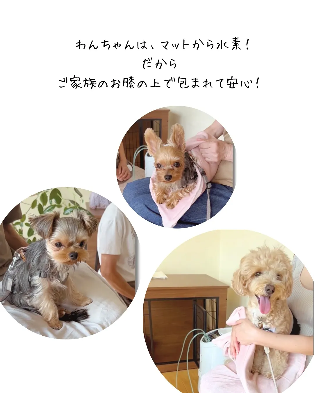 「🐾愛犬と一緒に南知多で“水素体験”|貸切古民家ととのOPE...