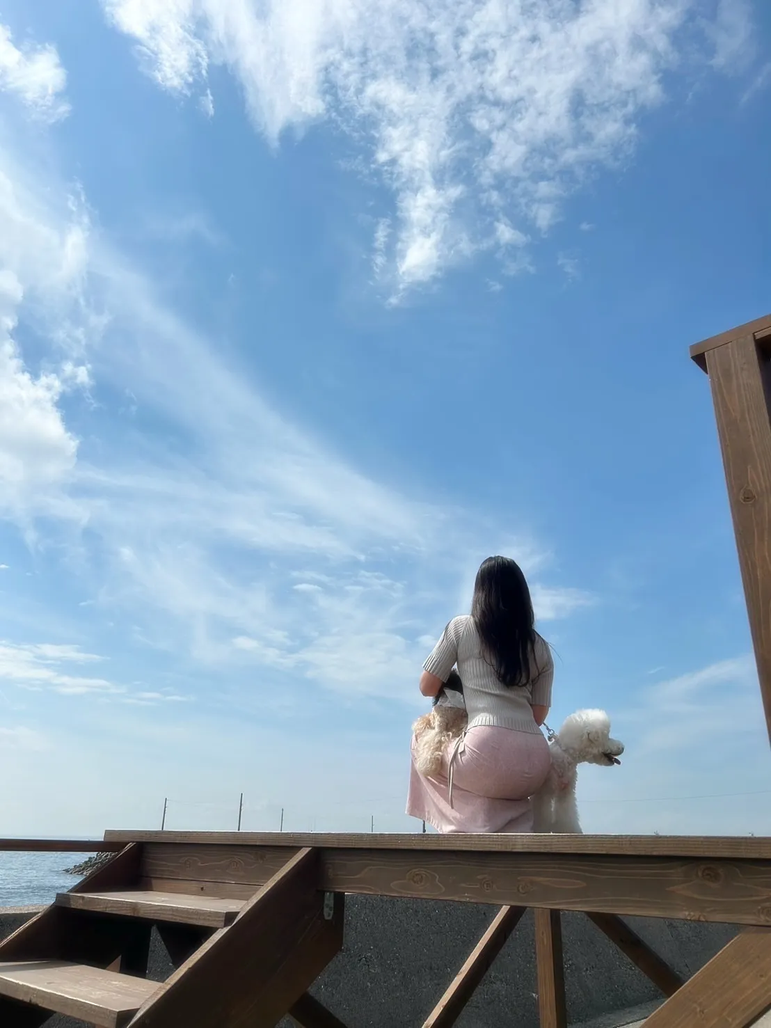 【本日のご来店わんこ🐶】のあくん（マルプー）＆わたあめくん（...