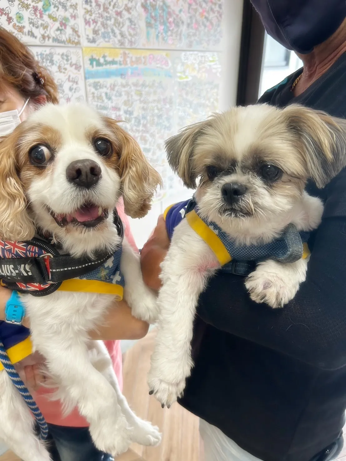 【本日のわん客さま🐶】バンチくん＆りゅうのすけくん（名古屋よ...