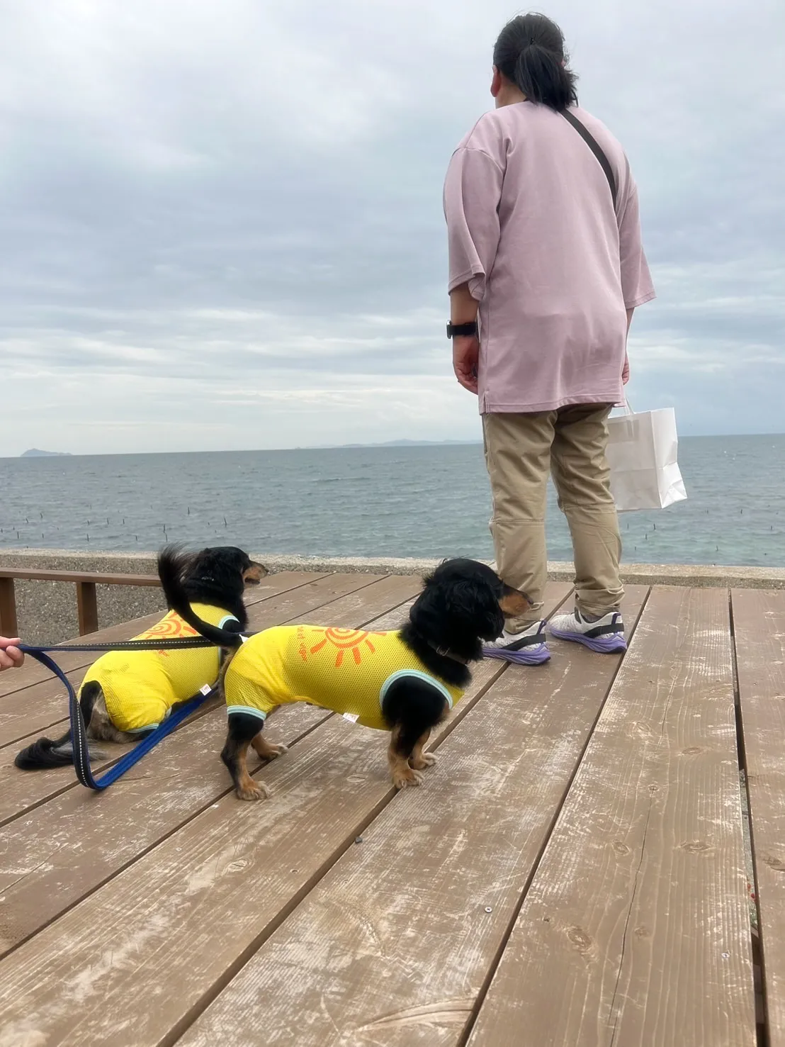 【本日のご来店わんこ🐶】満琴(みこと)くん&琥博(こはく)く...