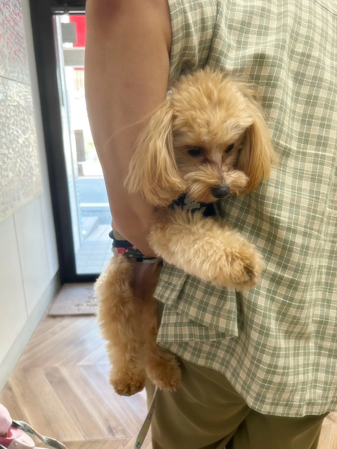 【本日のご来店わんこ🐶】海翔（かいと）くん、宇宙（そら）くん...