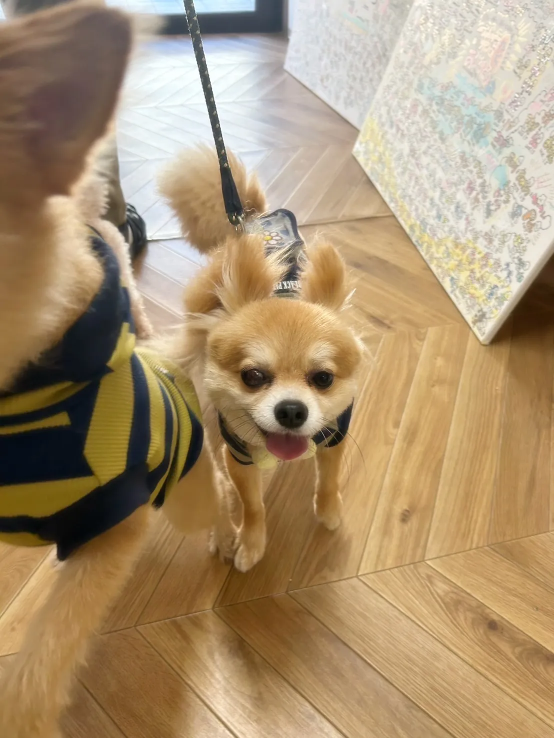 【本日のご来店わんこ🐶】海翔（かいと）くん、宇宙（そら）くん...