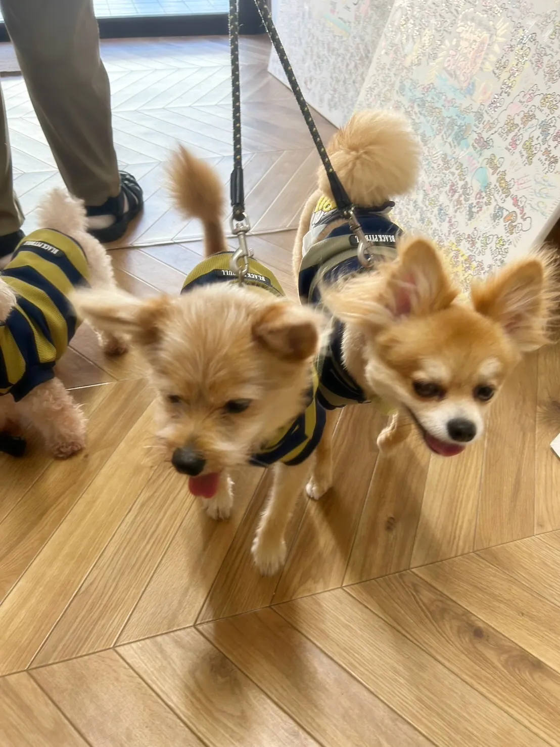 【本日のご来店わんこ🐶】海翔（かいと）くん、宇宙（そら）くん...